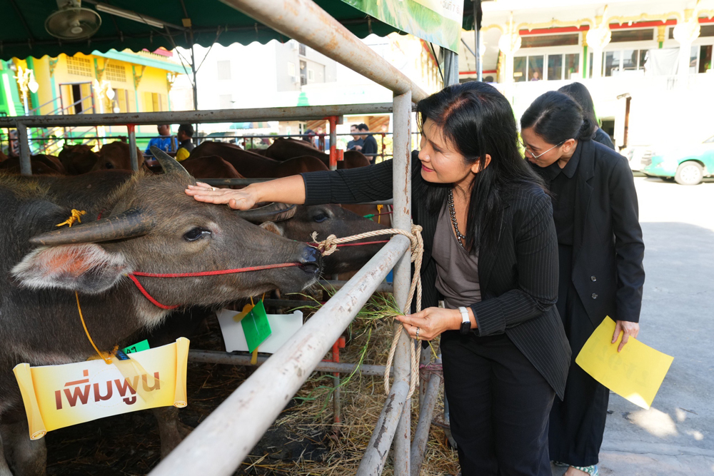 ธ.ก.ส. จัดกิจกรรมบุญใหญ่ส่งท้ายปีผ่านแคมเปญ “ไถ่ชีวิตโค–กระบือ” ชวนสมาชิก LINE OA BAAC Family คลิกร่วมบุญทะลุ 100,000 คลิกใน 14 วัน