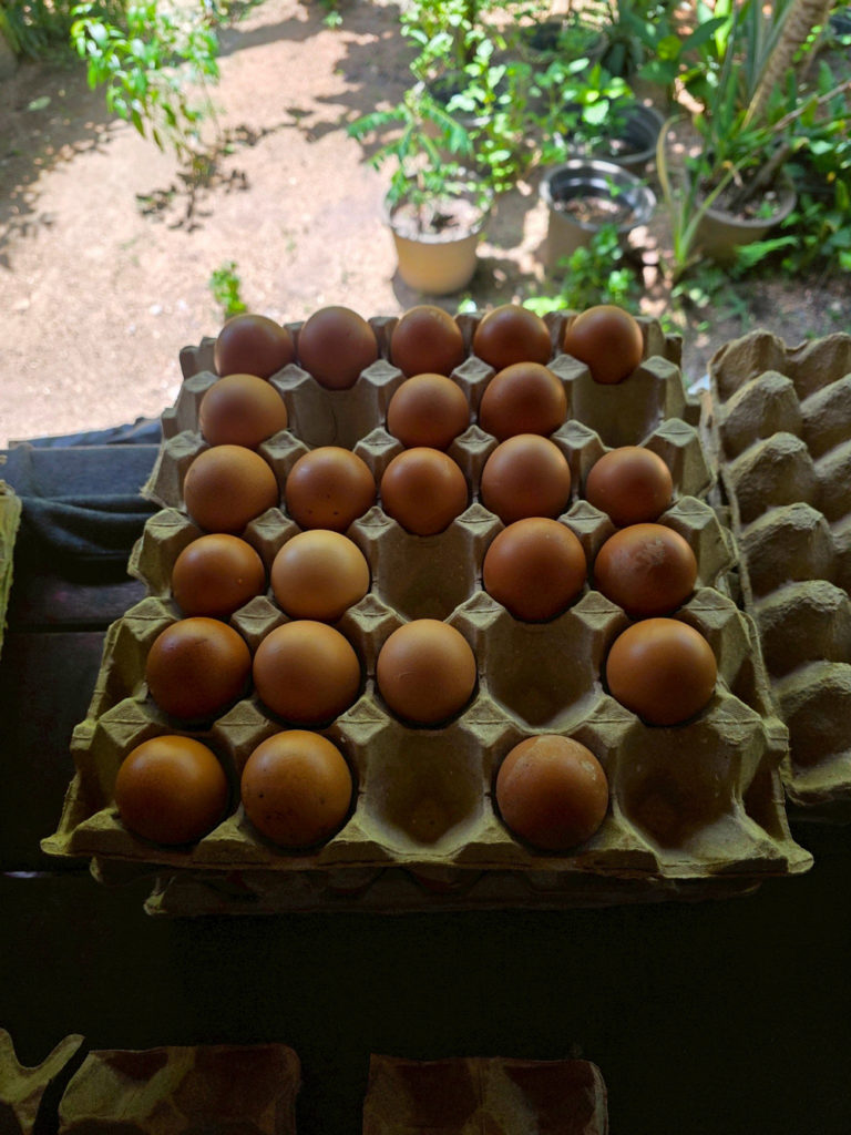 "สศก. เปิดสูตรลับ 'ไร่เตียวิเศษ' ปั้นเกษตรอินทรีย์เงินล้าน! บนพื้นที่ 3 ไร่ ด้วยโมเดล Zero Waste"