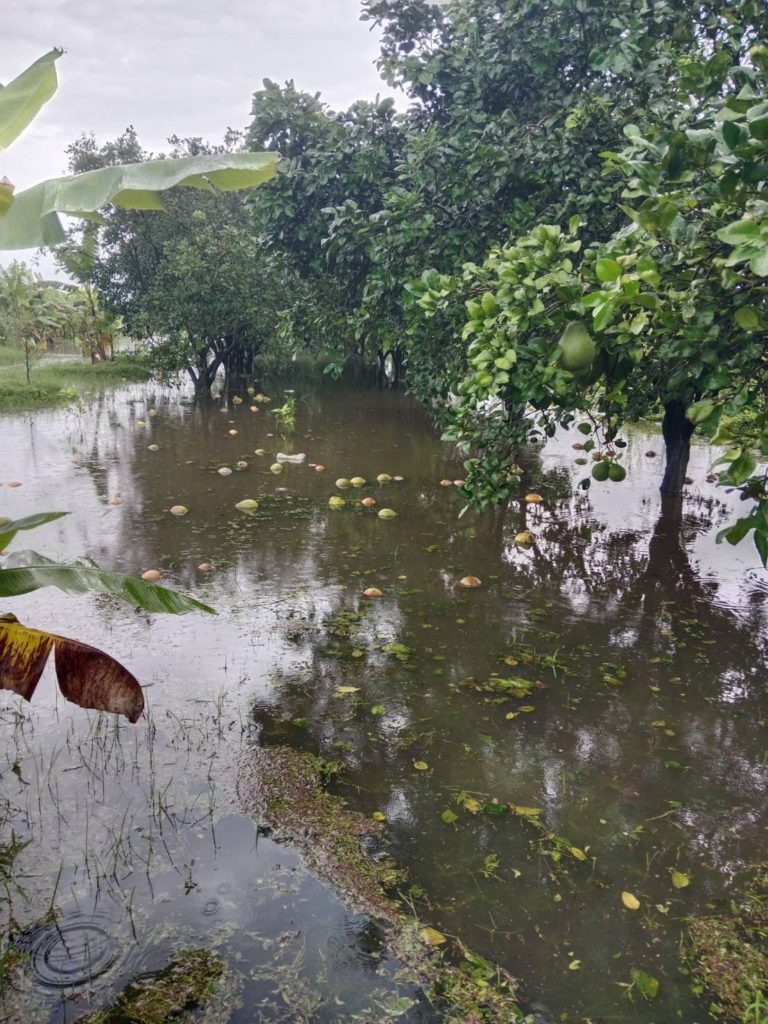 กรมส่งเสริมการเกษตร เผยแผนฟื้นฟูน้ำท่วมภาคใต้ ด้านพืช เน้นฟื้นดิน–ฟื้นต้น–ป้องกันโรค หลังน้ำลด
