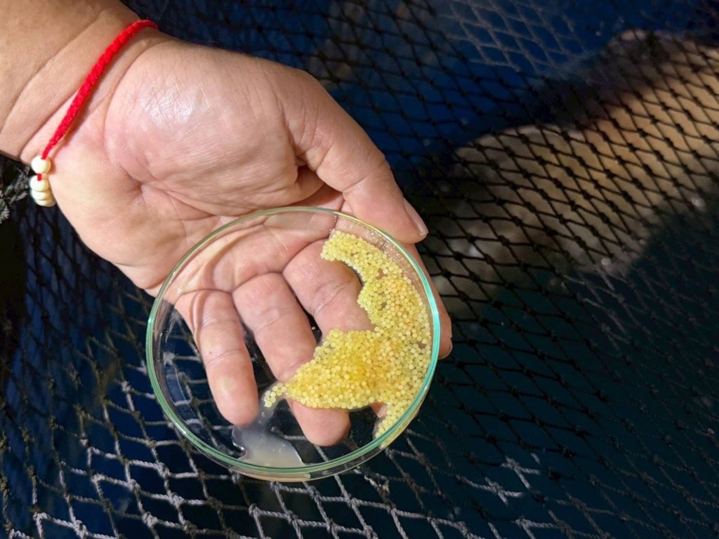 กรมประมง..เร่งฟื้นฟู “ปลายี่สกไทย” หลังเสี่ยงใกล้สูญพันธุ์