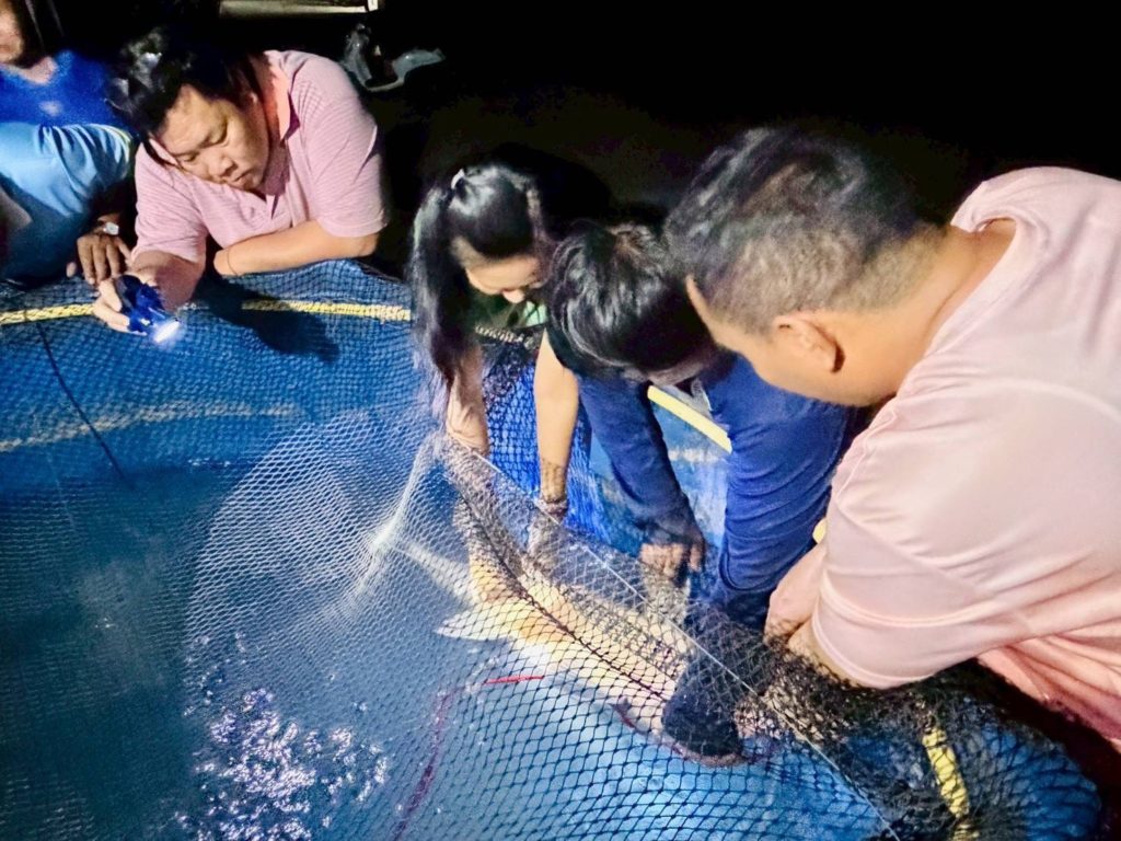 กรมประมง..ขานรับนโยบาย ก.เกษตรฯ เดินหน้าเร่งฟื้นฟู “ปลายี่สกไทย” หลังเสี่ยงใกล้สูญพันธุ์
ตั้งเป้าเพิ่มกำลังการผลิตกว่า 500,000 ตัว ในปี 2569