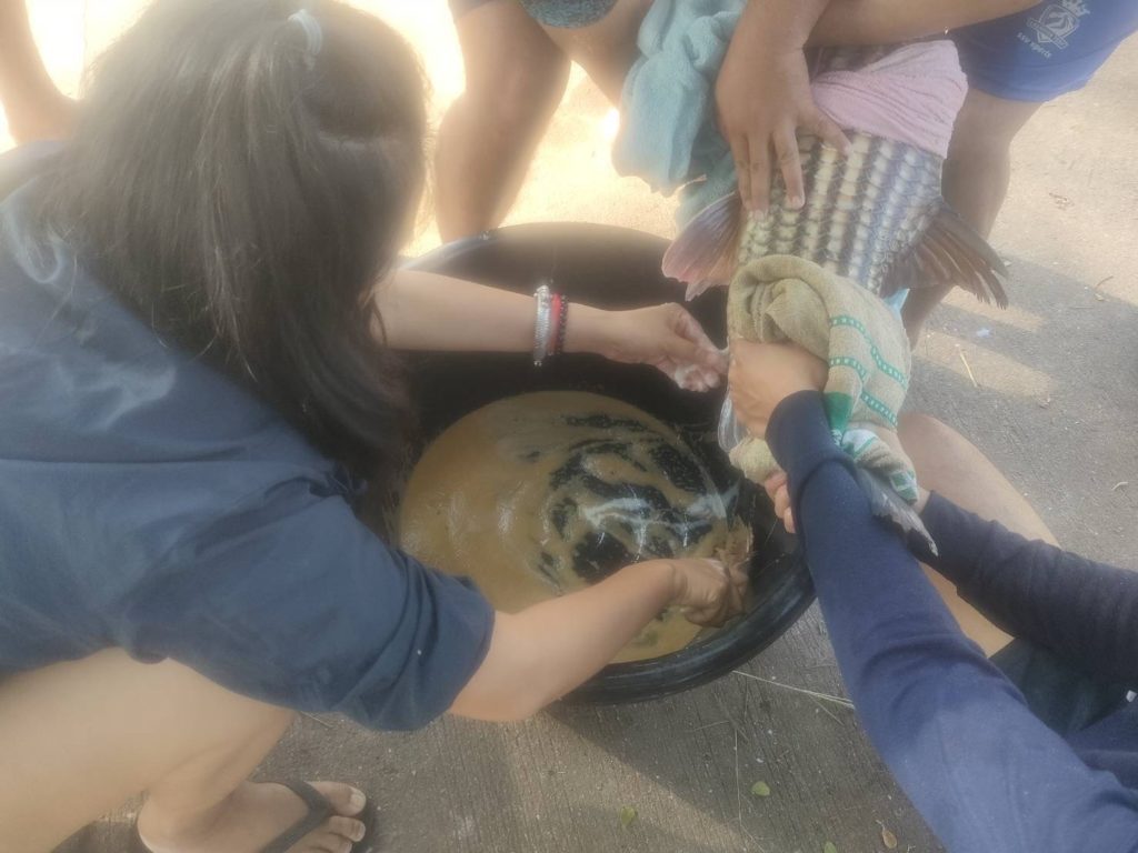 กรมประมง..ขานรับนโยบาย ก.เกษตรฯ เดินหน้าเร่งฟื้นฟู “ปลายี่สกไทย” หลังเสี่ยงใกล้สูญพันธุ์ ตั้งเป้าเพิ่มกำลังการผลิตกว่า 500,000 ตัว ในปี 2569