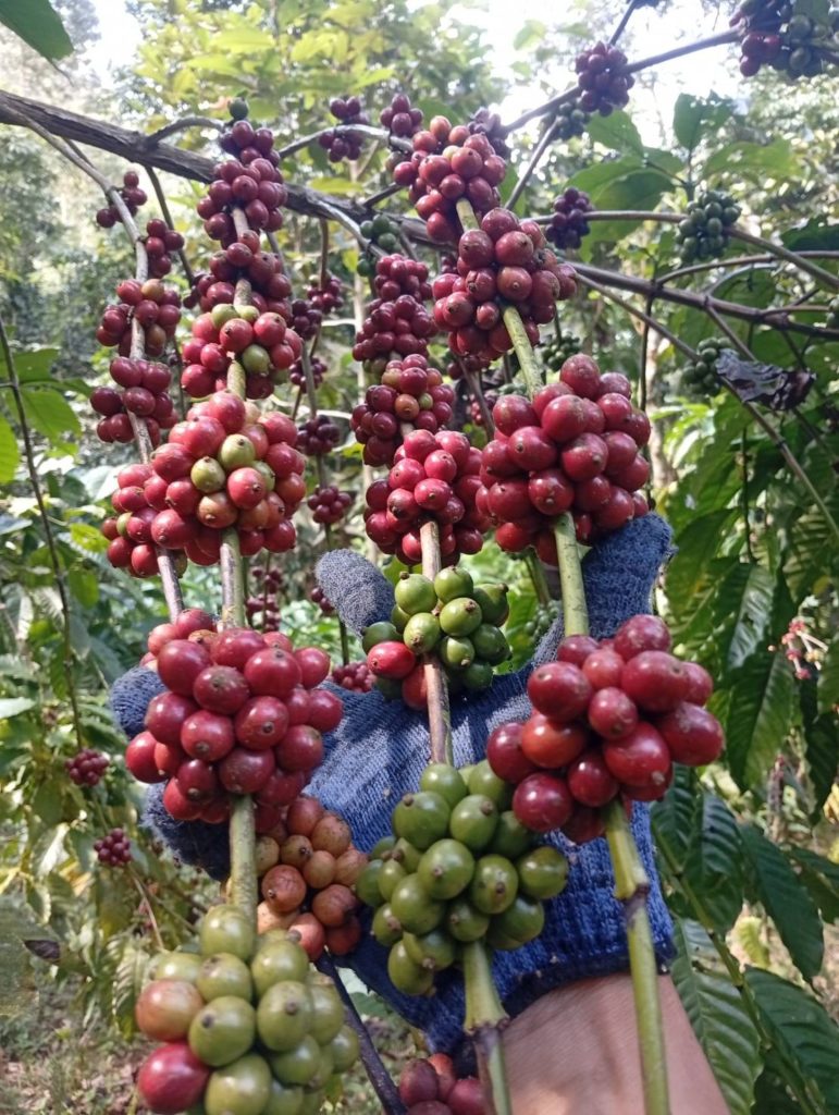 ยกระดับชุมพรสู่การเป็น “มหานครโรบัสต้า” ระดับประเทศและระดับสากล