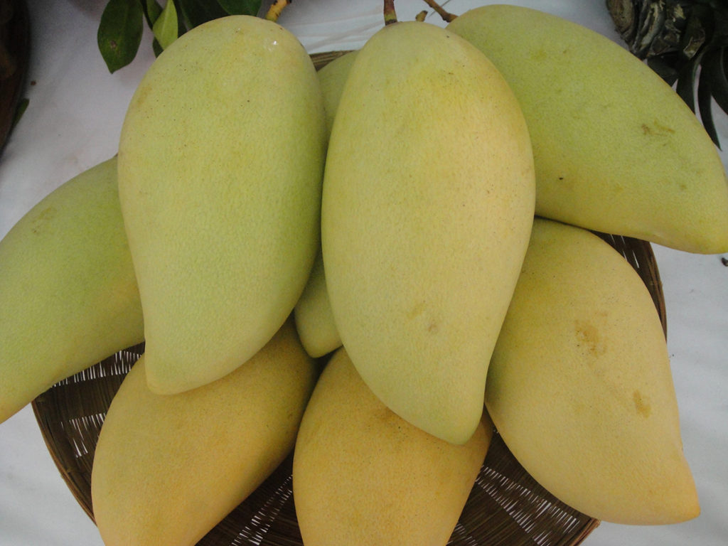 กรมวิชาการเกษตรเดินหน้าขยายตลาด “ผลไม้เมืองร้อนไทย” ผลักดันสินค้าเกษตรมูลค่าสูงบุกตลาดเกาหลีใต้