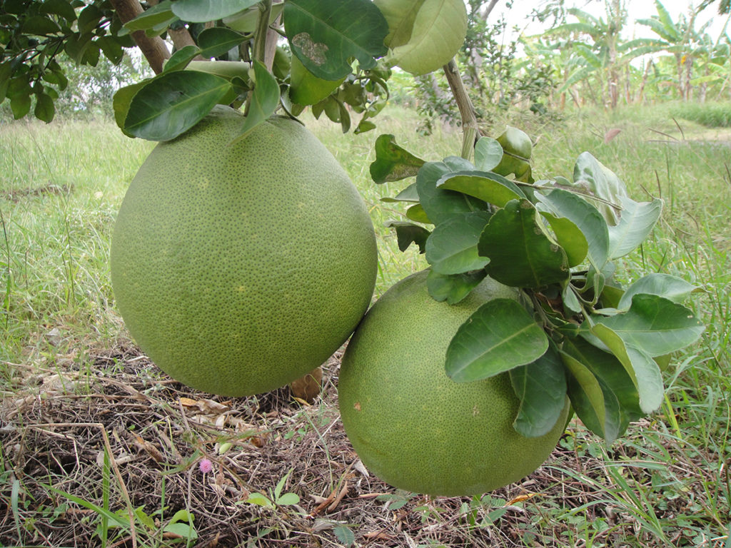 กรมวิชาการเกษตรเดินหน้าขยายตลาด “ผลไม้เมืองร้อนไทย” ผลักดันสินค้าเกษตรมูลค่าสูงบุกตลาดเกาหลีใต้