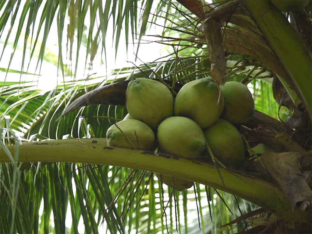 กรมวิชาการเกษตรเดินหน้าขยายตลาด “ผลไม้เมืองร้อนไทย” ผลักดันสินค้าเกษตรมูลค่าสูงบุกตลาดเกาหลีใต้