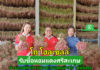 ด่วน!! รับซื้อหอมแดง จ.ศรีสะเกษ ช่วยเกษตรกรแนวชายแดนมีรายได้มั่นคง ฝ่าวิกฤตผลผลิตล้นตลาด