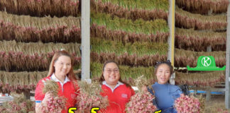 ด่วน!! รับซื้อหอมแดง จ.ศรีสะเกษ ช่วยเกษตรกรแนวชายแดนมีรายได้มั่นคง ฝ่าวิกฤตผลผลิตล้นตลาด