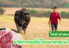 เอ็นไอเอเปิดเกมพลิกโฉมนวัตกรรมโคเนื้อไทยชิงมูลค่าตลาด – ผู้บริโภค กระตุ้นแบรนด์ดิ้งโคเนื้อพรีเมียมท้องถิ่นในงาน “Thailand Beef Fest 2026” พร้อมดึง 4 มหาอำนาจเนื้อร่วมยกระดับมาตรฐานและการแข่งขัน