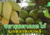 กรมวิชาการเกษตรเดินหน้าขยายตลาด “ผลไม้เมืองร้อนไทย” บุกตลาดเกาหลีใต้