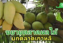 กรมวิชาการเกษตรเดินหน้าขยายตลาด “ผลไม้เมืองร้อนไทย” บุกตลาดเกาหลีใต้