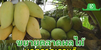 กรมวิชาการเกษตรเดินหน้าขยายตลาด “ผลไม้เมืองร้อนไทย” บุกตลาดเกาหลีใต้