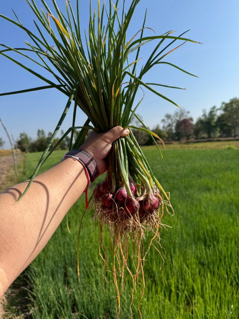 ด่วน!! รับซื้อหอมแดง จ.ศรีสะเกษ ช่วยเกษตรกรแนวชายแดนมีรายได้มั่นคง ฝ่าวิกฤตผลผลิตล้นตลาด