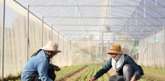 “แม่จริมโมเดล” จากการฟื้นฟูชุมชน สู่ต้นแบบการพัฒนาพื้นที่สูงที่ขยายผลได้จริง