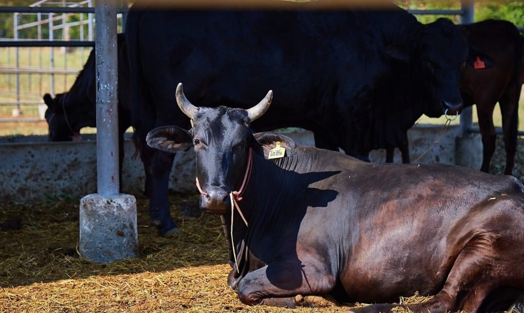 เอ็นไอเอเปิดเกมพลิกโฉมนวัตกรรมโคเนื้อไทยชิงมูลค่าตลาด – ผู้บริโภค กระตุ้นแบรนด์ดิ้งโคเนื้อพรีเมียมท้องถิ่นในงาน “Thailand Beef Fest 2026” พร้อมดึง 4 มหาอำนาจเนื้อร่วมยกระดับมาตรฐานและการแข่งขัน