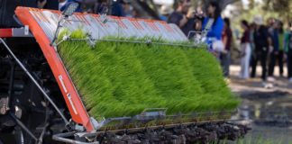 สยามคูโบต้า จับมือ กรมการข้าว ดัน “พิจิตรแซนบ็อกซ์” ต้นแบบนาดำคาร์บอนต่ำ