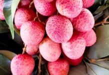 มช. ยกระดับ “ลิ้นจี่ไทย” ด้วยเทคโนโลยี NIR คัดเกรดแม่นยำแบบไม่ทำลายผล เปิดทางตลาดฟรีเมียนโลก