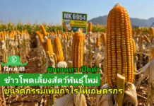 ซินเจนทา ประเทศไทย เปิดตัวเมล็ดพันธุ์ข้าวโพดเลี้ยงสัตว์ NK 6954 ชูนวัตกรรมรุ่นใหม่ เพิ่มทางเลือกการผลิตให้เกษตรกร