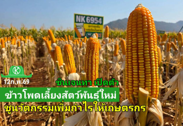 ซินเจนทา ประเทศไทย เปิดตัวเมล็ดพันธุ์ข้าวโพดเลี้ยงสัตว์ NK 6954 ชูนวัตกรรมรุ่นใหม่ เพิ่มทางเลือกการผลิตให้เกษตรกร