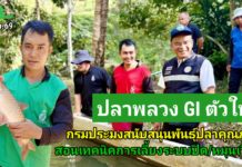 กรมประมงดัน “ปลาพลวงชมพู” ขึ้นแท่น GI ดาวรุ่งตัวใหม่ของดีประจำถิ่นสู่สินค้ามูลค่าสูง กระตุ้นเศรษฐกิจชายแดนใต้ กรมประมงดัน “ปลาพลวงชมพู” ขึ้นแท่นสินค้า GI ดาวรุ่งตัวใหม่ของจังหวัดยะลา ยกระดับของดีประจำถิ่นสู่สินค้ามูลค่าสูง กระตุ้นเศรษฐกิจจังหวัดชายแดนใต้