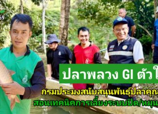 กรมประมงดัน “ปลาพลวงชมพู” ขึ้นแท่นสินค้า GI ดาวรุ่งตัวใหม่ของจังหวัดยะลา ยกระดับของดีประจำถิ่นสู่สินค้ามูลค่าสูง กระตุ้นเศรษฐกิจจังหวัดชายแดนใต้