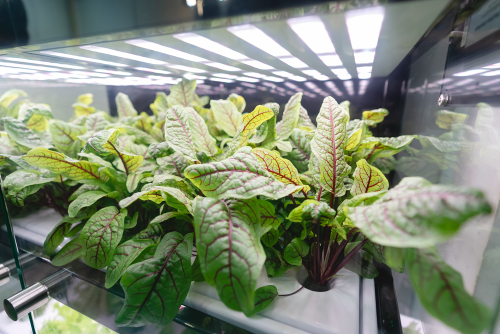 บริษัท ซีวิค อโกรเทค จำกัด เปิดตัว Plant Factory แห่งที่ 2 ชูวิสัยทัศน์ “Light For Life” ขับเคลื่อนเกษตรอัจฉริยะเพื่อคุณภาพชีวิตยั่งยืน