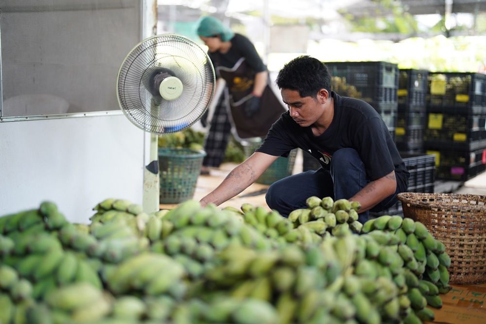 กล้วยสมุทรสงคราม สร้างงาน สร้างรายได้ ยกระดับธุรกิจชุมชนสู่โมเดลปันกันที่ยั่งยืน
