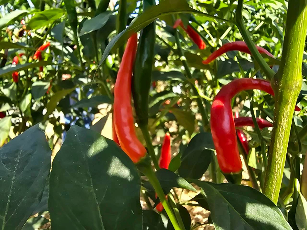 ซินเจนทาเปิดเวทีเรียนรู้ภาคสนามการเกษตรเอเชียตะวันออกเฉียงใต้ รวมพลังแลกเปลี่ยนแนวทางผลิตอาหาร ท่ามกลางความท้าทายที่เพิ่มขึ้น