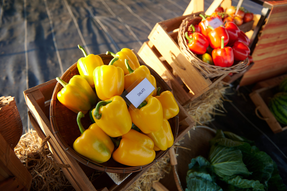 ซินเจนทาเปิดเวทีเรียนรู้ภาคสนามการเกษตรเอเชียตะวันออกเฉียงใต้ รวมพลังแลกเปลี่ยนแนวทางผลิตอาหาร ท่ามกลางความท้าทายที่เพิ่มขึ้น