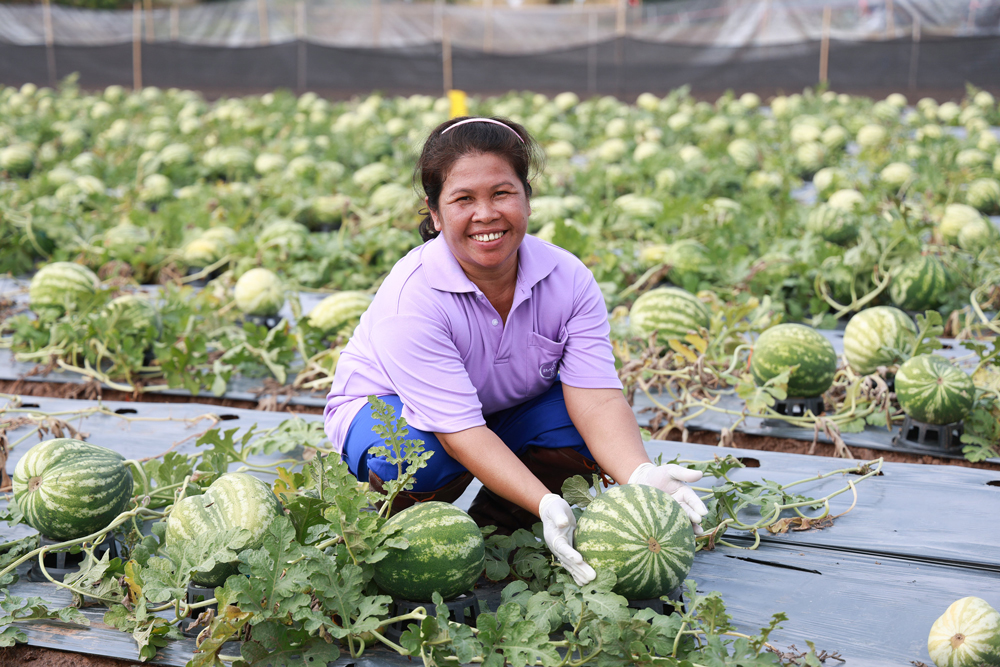 พิกุล-วงษ์ตระกูล