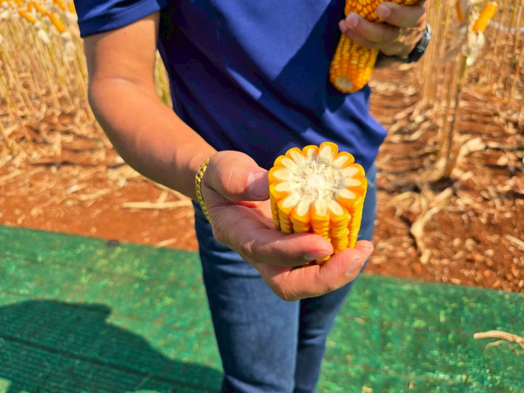 ซินเจนทา ประเทศไทย เปิดตัวเมล็ดพันธุ์ข้าวโพดเลี้ยงสัตว์ NK 6954 ชูนวัตกรรมรุ่นใหม่ เพิ่มทางเลือกการผลิตให้เกษตรกร