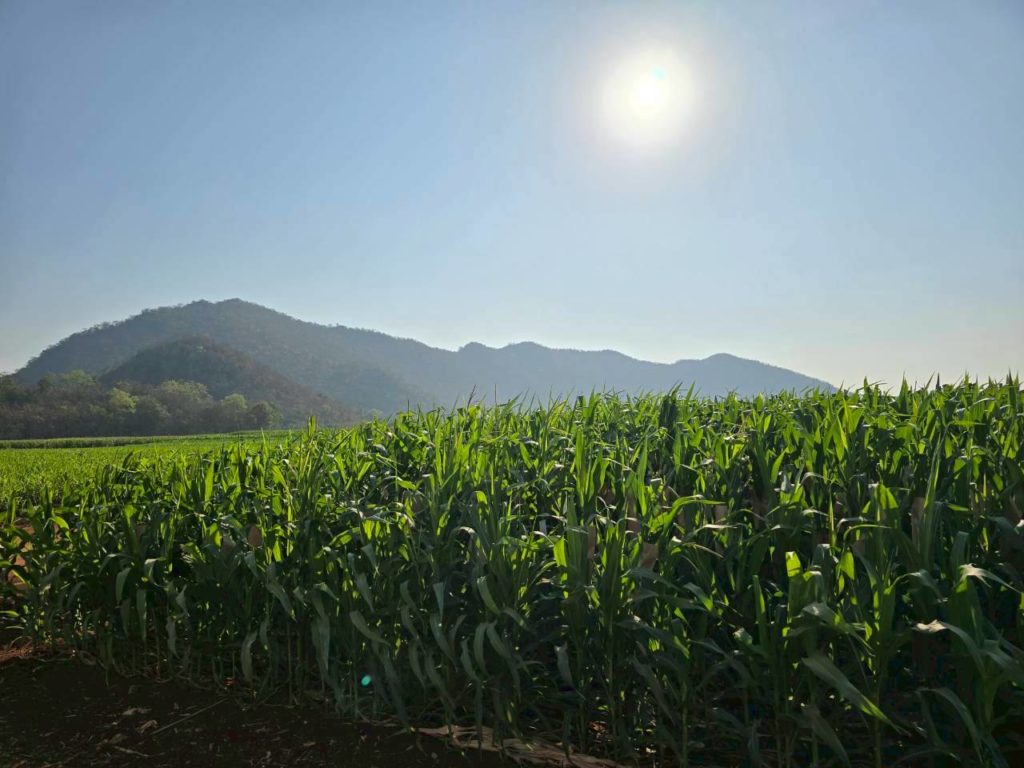 แปลงข้าวโพดเลี้ยงสัตว์ ณ สถานีวิจัยและพัฒนา ซินเจนทา อ. ตากฟ้า จ. นครสวรรค์