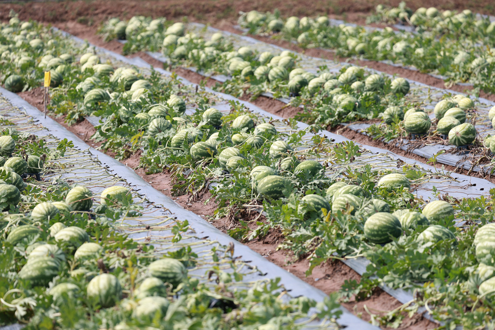 ไบเออร์เปิดศูนย์ผลิตเมล็ดพันธุ์ผักแห่งใหม่ที่ขอนแก่น ยกระดับไทยสู่ศูนย์กลางเอเชีย 
สร้างเสถียรภาพการผลิตเพื่อส่งออกเมล็ดพันธุ์คุณภาพสูงสู่ตลาดเอเชีย-โลก
