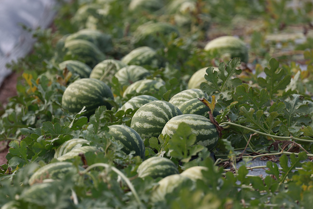 ไบเออร์เปิดศูนย์ผลิตเมล็ดพันธุ์ผักแห่งใหม่ที่ขอนแก่น ยกระดับไทยสู่ศูนย์กลางเอเชีย 
สร้างเสถียรภาพการผลิตเพื่อส่งออกเมล็ดพันธุ์คุณภาพสูงสู่ตลาดเอเชีย-โลก
