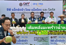 DIT ผนึก CP Axtra เร่งระบายมะพร้าวน้ำหอมผ่านแม็คโคร–โลตัส 2,600 สาขาทั่วประเทศ เปิดพื้นที่ห้างให้ชาวสวนมะพร้าว ดันราคาหน้าสวนดีขึ้น คาดเมษายนขยับต่อเนื่อง