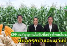 CPP ยกระดับระบบตรวจสอบย้อนกลับข้าวโพดเลี้ยงสัตว์ ชูเทคโนโลยีดาวเทียมและมาตรฐานสากล มุ่งเป้าเกษตรยั่งยืน ไม่รุกป่า ไม่มีการเผา