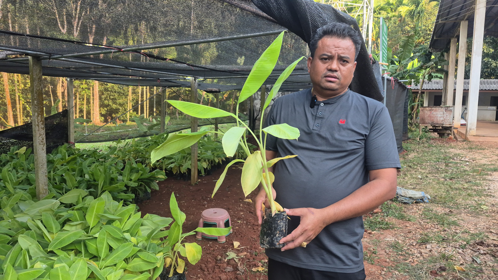 กรณีศึกษากล้วยหอมถ้ำสิงห์ส่งออกญี่ปุ่น รายได้เฉียด 1แสนต่อไร่ อาจไม่รวยวูบวาบแต่ยั่งยืนกว่า..