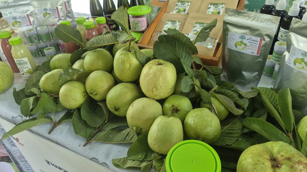 ธ.ก.ส.หนุน "ฝรั่งล่องหน" ปลูกฝรั่งให้มีมูลค่าสูงตามแบบฉบับชุมชนบ้านหัวอ่าว จ.นครปฐม