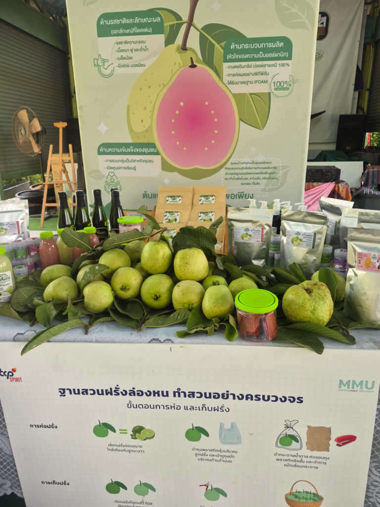 ธ.ก.ส.หนุน "ฝรั่งล่องหน" ปลูกฝรั่งให้มีมูลค่าสูงตามแบบฉบับชุมชนบ้านหัวอ่าว จ.นครปฐม