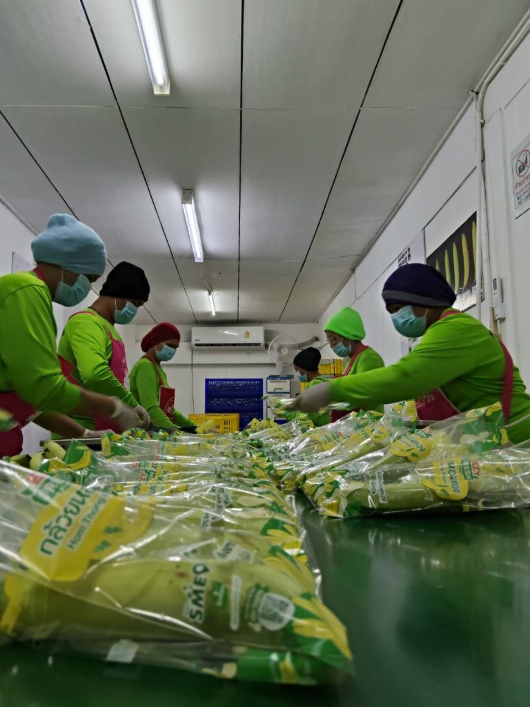 ปลูกกล้วยหอมส่งเซเว่น 7 จังหวัดภาคใต้ตอนล่างยังมีโอกาส...เผยมาตรฐานกล้วยที่ต้องการ