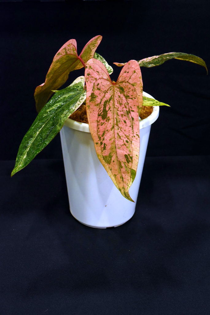 ไทยประกาศเป็นเบอร์ 1 ตลาดไม้แปลก-ไม้หายากโลก ชูเป็น Soft Power มูลค่าสูง ยกให้เป็น "Supercar" แห่งวงการพรรณไม้ ในงาน Bangkok International Exotic Plants Show & Sale ครั้งที่ 19 #Spring