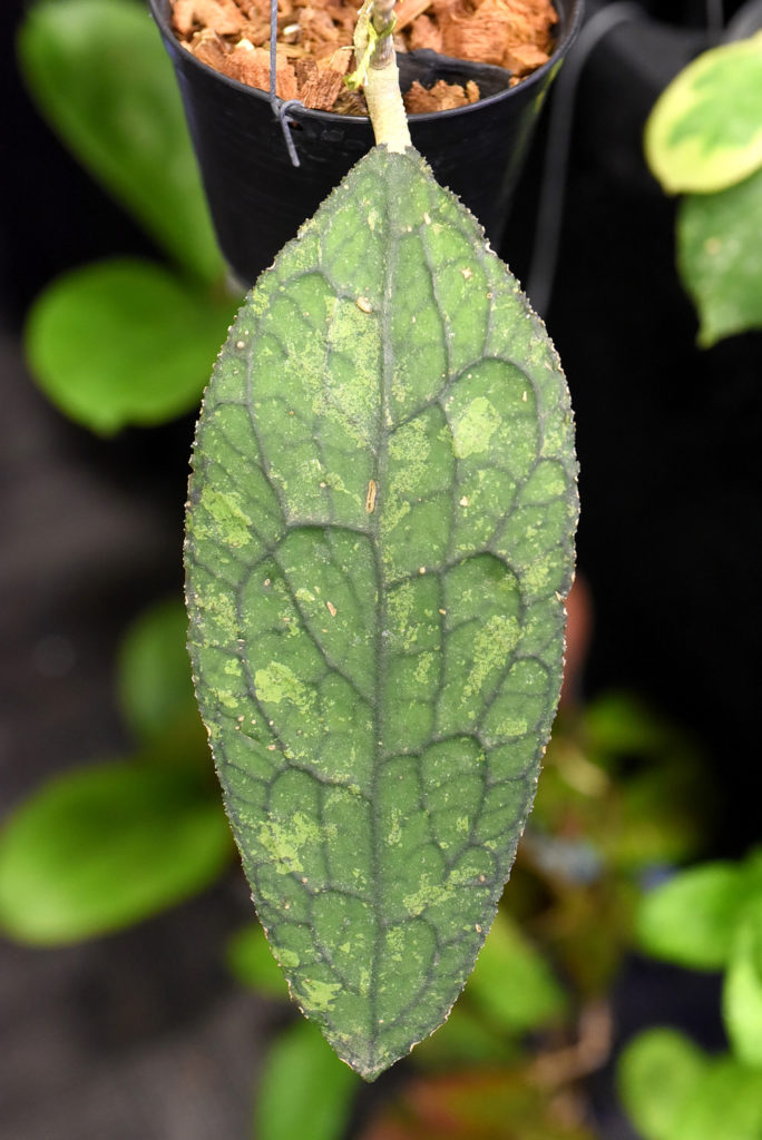 ไทยประกาศเป็นเบอร์ 1 ตลาดไม้แปลก-ไม้หายากโลก ชูเป็น Soft Power มูลค่าสูง ยกให้เป็น "Supercar" แห่งวงการพรรณไม้ ในงาน Bangkok International Exotic Plants Show & Sale ครั้งที่ 19 #Spring