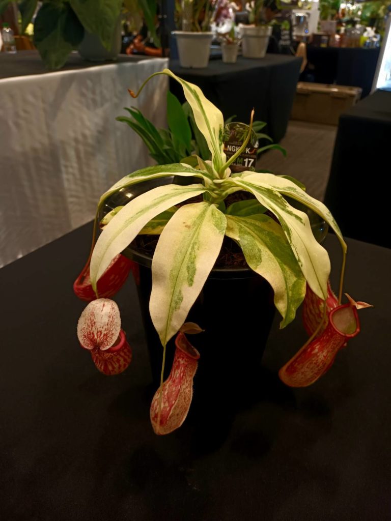 ไทยประกาศเป็นเบอร์ 1 ตลาดไม้แปลก-ไม้หายากโลก ชูเป็น Soft Power มูลค่าสูง ยกให้เป็น "Supercar" แห่งวงการพรรณไม้ ในงาน Bangkok International Exotic Plants Show & Sale ครั้งที่ 19 #Spring