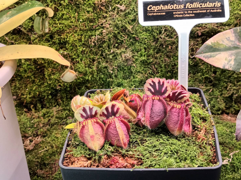 ไทยประกาศเป็นเบอร์ 1 ตลาดไม้แปลก-ไม้หายากโลก ชูเป็น Soft Power มูลค่าสูง ยกให้เป็น "Supercar" แห่งวงการพรรณไม้ ในงาน Bangkok International Exotic Plants Show & Sale ครั้งที่ 19 #Spring