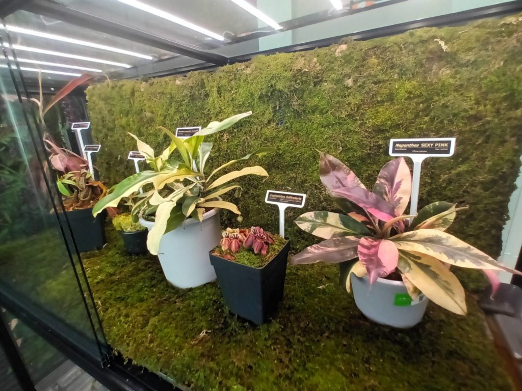 ไทยประกาศเป็นเบอร์ 1 ตลาดไม้แปลก-ไม้หายากโลก