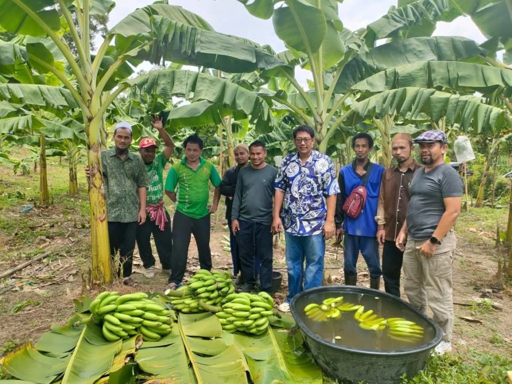 ปลูกกล้วยหอมส่งเซเว่น 7 จังหวัดภาคใต้ตอนล่างยังมีโอกาส...เผยมาตรฐานกล้วยที่ต้องการ
