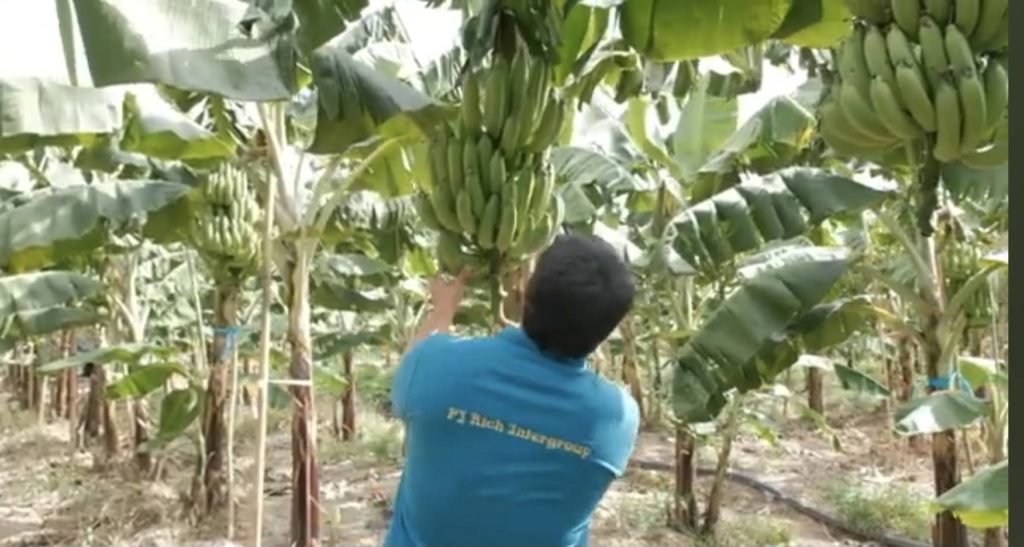 ปลูกกล้วยหอมส่งเซเว่น 7 จังหวัดภาคใต้ตอนล่างยังมีโอกาส...เผยมาตรฐานกล้วยที่ต้องการ