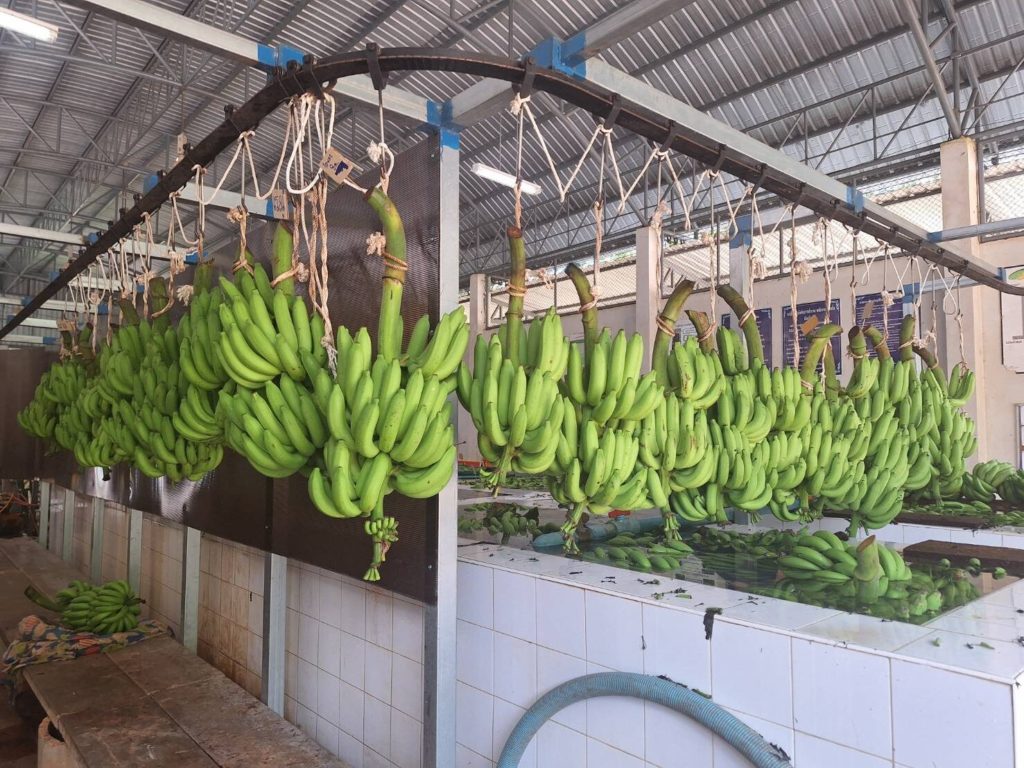 กรณีศึกษากล้วยหอมถ้ำสิงห์ส่งออกญี่ปุ่น รายได้เฉียด 1แสนต่อไร่ อาจไม่รวยวูบวาบแต่ยั่งยืนกว่า..