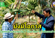 ปลูกกล้วยหอมส่งเซเว่น 7 จังหวัดภาคใต้ตอนล่างยังมีโอกาส…เผยมาตรฐานกล้วยที่ต้องการ ปลูกกล้วยหอมส่งเซเว่น 7 จังหวัดภาคใต้ตอนล่างยังมีโอกาส...เผยมาตรฐานกล้วยที่ต้องการ