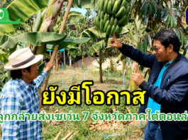 ปลูกกล้วยหอมส่งเซเว่น 7 จังหวัดภาคใต้ตอนล่างยังมีโอกาส...เผยมาตรฐานกล้วยที่ต้องการ